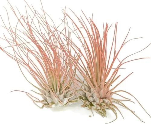 Miniatura 3 de Planta de Aire Delgado, Tillandsia Viva de Guatemala, Llegada Saludable Garantizada, Excelente Planta de Interior, Decoración del Hogar y Regalo