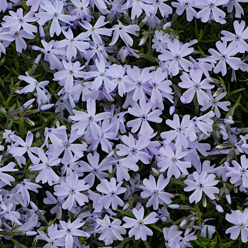 Miniatura 3 de Phlox Subulata Azul esmeralda, Phlox rastrero, Phlox musgo/rosas, cubierta del suelo, perenne mate perenne con codiciadas flores azul-púrpura