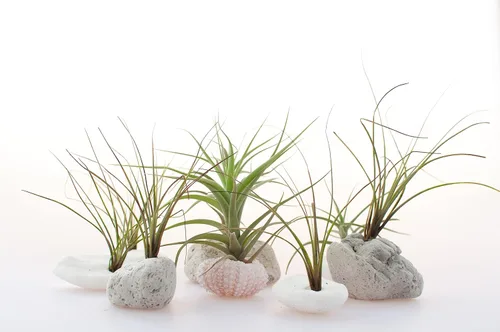 Miniatura 17 de Tillandsia Plantas de aire vivas de interior (paquete de 100), plantas de aire, recuerdos de fiesta a granel o recuerdos de boda, plantas vivas