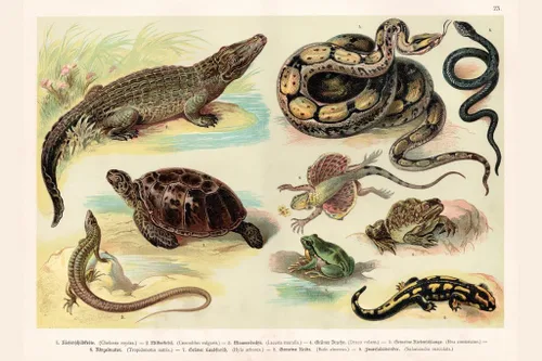 Miniatura 2 de Litografía de reptiles laminados 1888 Póster vintage de biología de anfibios, pósteres de reptiles de anfibios, gráficos científicos y pósteres