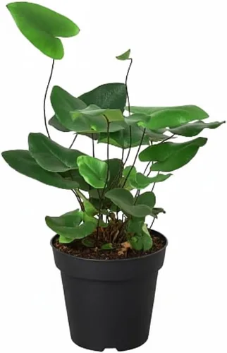 Miniatura 23 de Árbol de dinero trenzado de tocón de Pachira (4 pulgadas), plantas de interior de la suerte, plantas de interior decorativas únicas de 4/6 pulgadas
