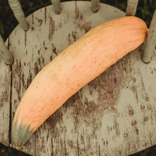 Miniatura 2 de North Georgia Candy Roaster Squash, 25 semillas, variedad de calabaza de plátano extradulce, semillas de calabaza de invierno sin OMG para plantar