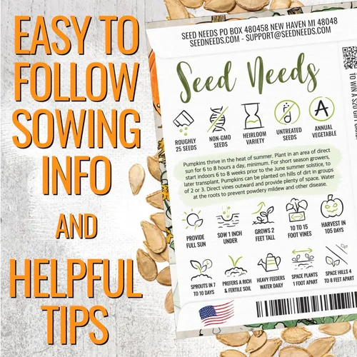 Miniatura 4 de Seed Needs, Jack O' Lantern - Semillas de calabaza – 25 semillas tradicionales para plantar Cucurbita Pepo – Sin OMG y sin tratar, ideal para tallar