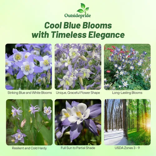 Miniatura 2 de Outsidepride Blue Star Semillas de Columbine – 1000 piezas de semillas de flores perennes, fáciles de cultivar para plantar, adecuadas para jardín
