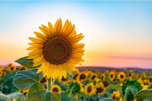 Miniatura 8 de 500 semillas de girasol mixtas para plantar, semillas de girasol tradicionales sin OMG de alta calidad para plantar en jardines y paisajismo, mejora