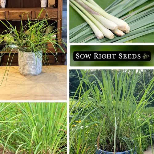 Miniatura 4 de Sow Right Seeds - Semillas de hierba de limón para plantar - Reliquia sin OMG - Indias Orientales - Repelente de mosquitos - Ideal para exteriores