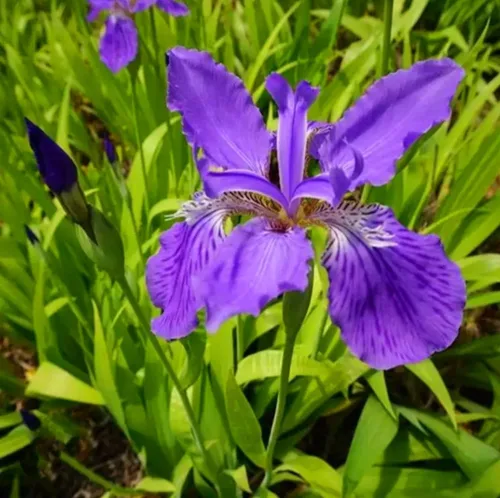 Miniatura 5 de 120 semillas de iris mezcladas impresionantes perennes, fragantes raros azules mágicos bicolor de la bandera siberiana flor