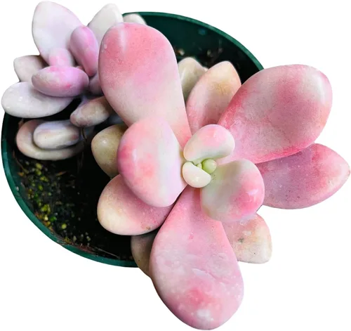 Miniatura 13 de Plantas de cactus suculentas vivas de USKC (maceta de 4 pulgadas) (Echeveria agavoides Lip Stick)