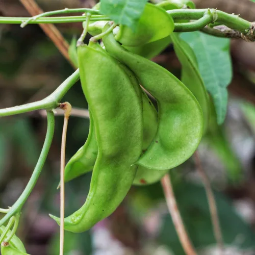 Miniatura 4 de Seed Needs Semillas de Frijol Lima para Plantar Frijoles Henderson Lima - Semillas de Vegetales Heirloom Sin OMG y Sin Tratar para Plantar un Jardín