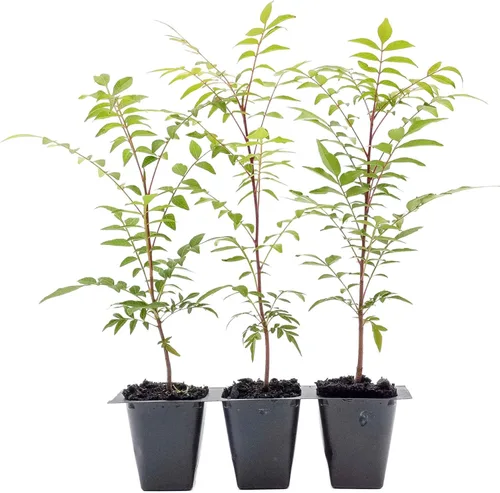 3 plantones chinos de pistache (Pistacia chinensis) | Árbol de sombra ornamental de hoja caduca con color otoñal y crecimiento vertical | Cubitos de