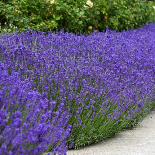 Miniatura 7 de Outsidepride Semillas de lavanda inglesa, 10000 piezas de semillas de hierbas perennes, tolerantes a la sequía y aptas para polinizadores