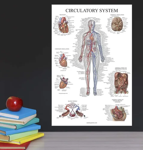 Miniatura 4 de Palace Learning Carta anatómica del sistema circulatorio, póster de anatomía vascular, (18 x 24 pulgadas)