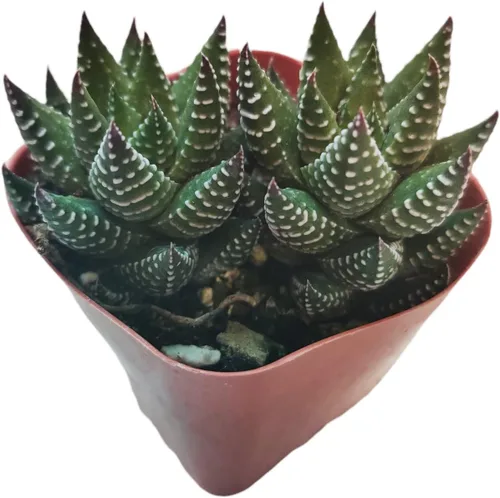 Miniatura 24 de Plantas de Cactus Suculentas Vivas (Maceta de 5 cm Echeveria Minima)