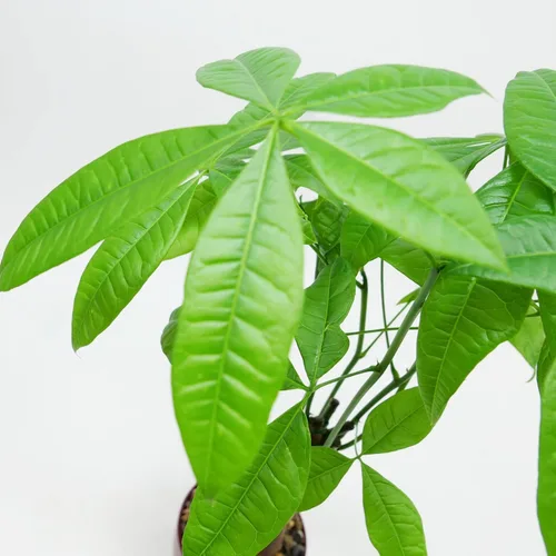 Miniatura 2 de Athena's Garden Money Tree Pachira - Plan vivo de interior con maceta de cerámica, 18 pulgadas de alto, maceta negra, rocas rojas, mediano