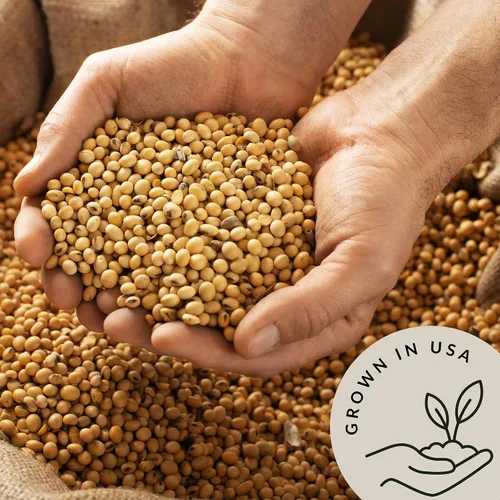 Miniatura 4 de Be Still Farms Soja orgánica – Frijoles de soja secos (2.8 libras) también conocidos como nueces de soya – Ideal para edamame, leche de soja, tofu