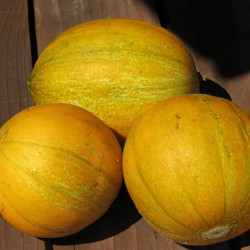 Collective Farm Woman Melon - 0.04 oz ~ 23 Semillas - Semillas reliquia, polinizada abierta, sin OMG, semillas de granja y vegetales/frutas