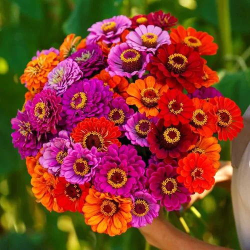 Miniatura 68 de Eden Brothers - Semillas de zinnia, cactus con flores, sin OMG, plantar en primavera, paquete, flores de bajo mantenimiento, zonas 3, 4, 5, 6, 7, 8