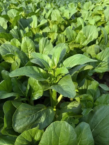 Miniatura 2 de 4000 semillas de Choy Sum de alta calidad – Cải Ngồng – Yu Choy – Semillas de col china en flor – Sin OMG, reliquia, tasa de germinación del 99%