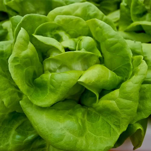 Miniatura 6 de Semillas de Lechuga (Buttercrunch) (2300 Semillas)