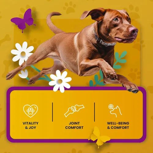 Miniatura 6 de Suplemento de cadera y articulaciones para perros, glucosamina condroitina aprobada por veterinarios para perros, soporte de flexibilidad y fuerza