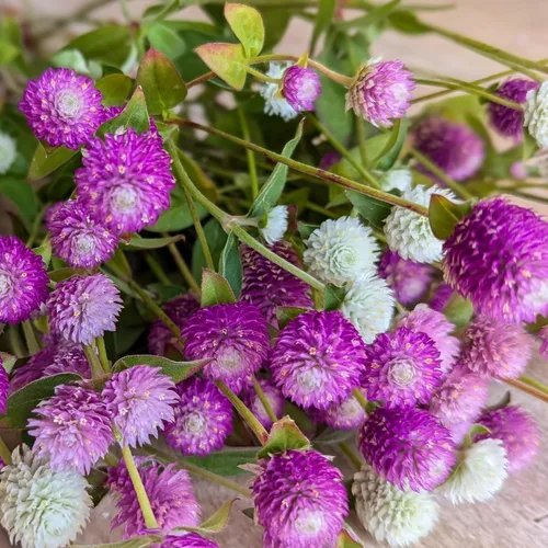 Miniatura 5 de Más de 1000 semillas de amaranto globo para plantar, semillas de flores de gomphrena de amaranto, pompones, sin OMG, semillas de plantas