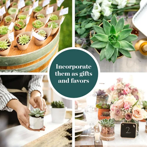 Miniatura 4 de Shop Succulents Echeveria y Rosette, paquete de suculentas vivas variadas - Plantas en maceta de 2 pulgadas totalmente enraizadas para regalos