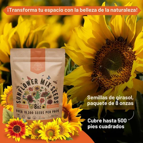 Miniatura 4 de Paquete de semillas de girasol de 8 onzas, más de 10,300 semillas de girasol tradicionales sin OMG para plantar, flores anuales en paquete