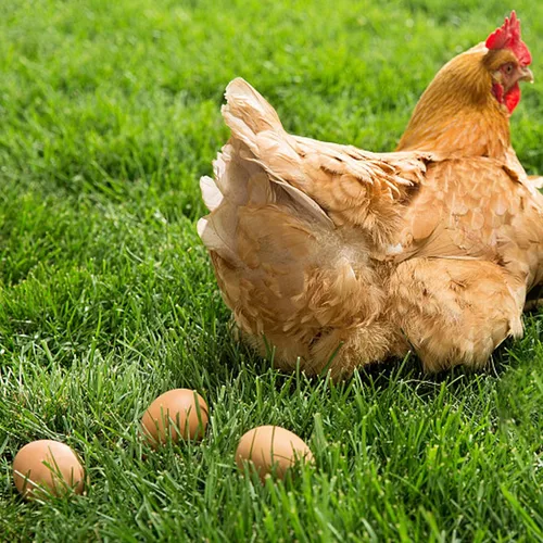 Miniatura 4 de YunKo Huevos de Pascua de madera, 6 piezas de huevos falsos para gallinero, huevos de Pascua para manualidades, huevos de nido marrón para poner