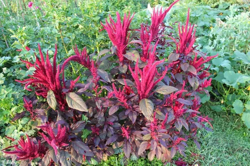 Miniatura 2 de Amaranto Amaranthus Paniculatus Semillas exóticas para plantar en su jardín Más de 400 semillas