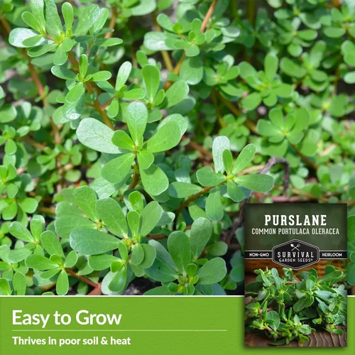 Miniatura 3 de Semillas de verdolaga para plantar, verde comestible Portulaca Oleracea Verdolagas, semillas de vegetales sin OMG para jardín en casa, semillas