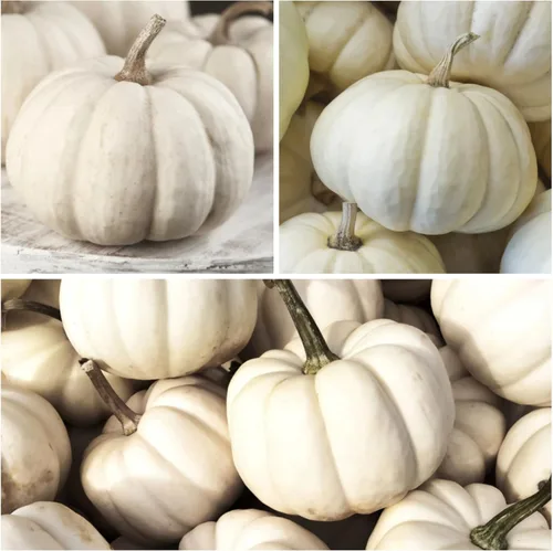 Miniatura 2 de Seed Needs Semillas de calabaza para plantar calabazas en miniatura Baby Boo, reliquia sin OMG y semillas de Cucurbita sin tratar para plantar un