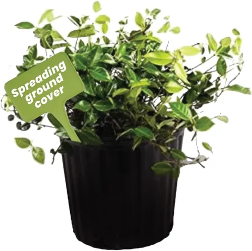 Miniatura 11 de American Plant Exchange Live Confederate Jasmine – Maceta de 6 pulgadas – Vid floreciente fragante con hojas verdes brillantes, planta de exterior