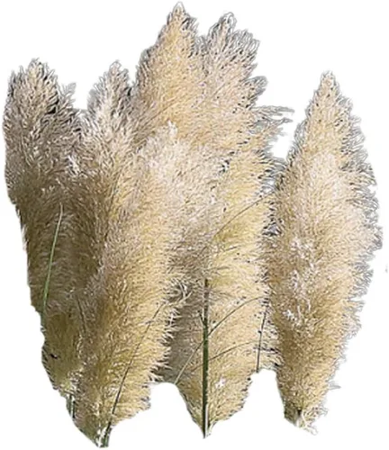 White Pampas Grass 50 Semillas – Semillas de hierba de Cortaderia Selloana, semillas de flores ornamentales de reliquia, flores plumosas, semillas