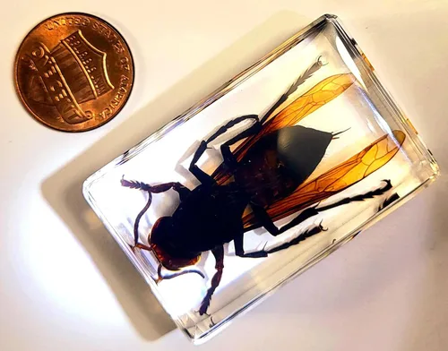 Miniatura 3 de 44mm Escorpión real asiático gigante en resina de lucite transparente cristal, especímenes de artesanía, insectos de animales varios, colección