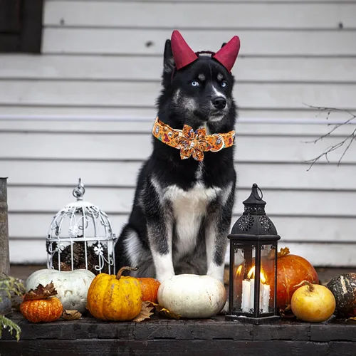 Miniatura 5 de Elegant Little Tail - Collar de Halloween para mascotas, naranja con calabaza y flores, suave y duradero para perros pequeños Halloween B