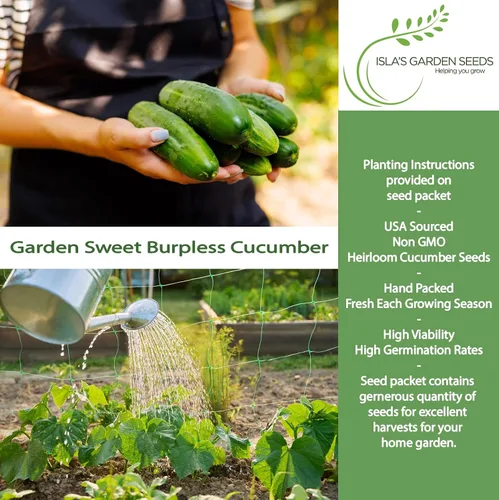 Miniatura 2 de Garden Sweet - Semillas de pepino sin eructos para plantar (Cucumis sativus) – Más de 50 semillas sin OMG y reliquias de Isla's Garden Seeds