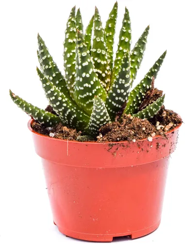 Planta suculenta Haworthia viva - Suculenta Haworthia grande de 4 pulgadas (Haworthia Attenuata)