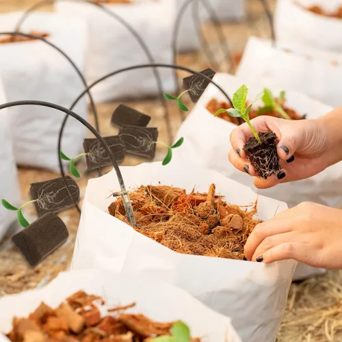 Miniatura 7 de Amyhill Esponjas hidropónicas, cápsulas de iniciación de crecimiento, tapones de esponja de crecimiento orgánico para cultivo de plantas (50 piezas)