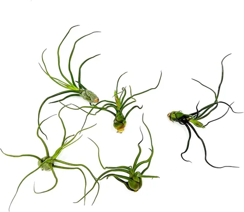 Miniatura 53 de ragnaroc Air Plants - Floración Tillandsia Bulbosa Belice, gigante de 7-9 pulgadas, 1 unidad, llegada en vivo garantizada, plantas