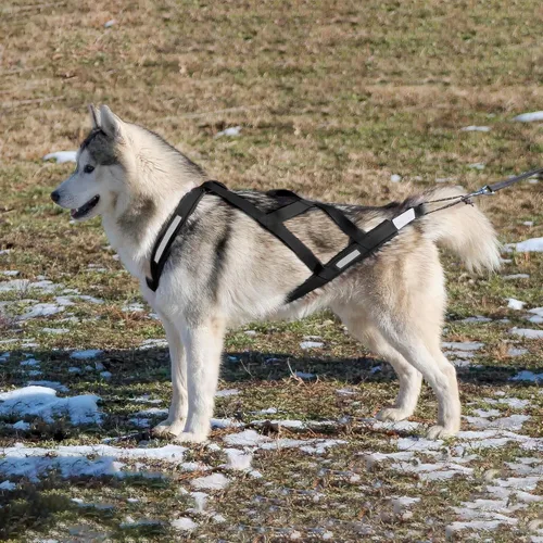 Miniatura 6 de Arnés de tracción para perros (M, negro) arnés reflectante en la espalda en X para ejercicio de trineo, canicross scootering, bikejoring, esquí