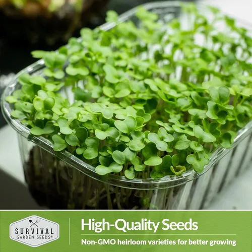Miniatura 5 de Broccoli Microgreen Seeds for Broting - Semillas tradicionales sin OMG para cultivo en interiores o hidropónicos, cosecha rápida, densas