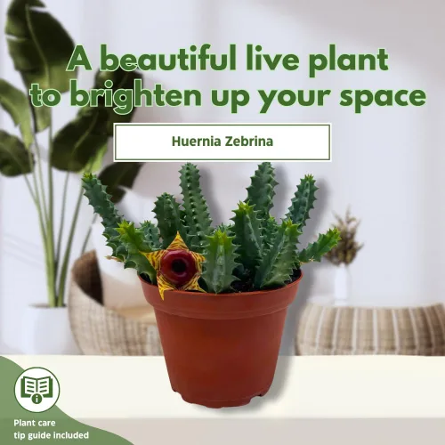 Miniatura 3 de BubbleBlooms Salvavidas Huernia Zebrina, Starfish Stapelia Cactus, vive en una maceta de 4 pulgadas