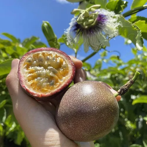 Miniatura 4 de Semillas de frutas mixtas para plantar, 40 unidades, limón, naranja, manzana, maracuyá, 10 unidades, arándano, 10 unidades, cereza, semillas frescas