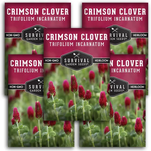 Miniatura 12 de Semillas de trébol carmesí para plantar – Variedad de reliquia sin OMG – Cubierta de fijación de nitrógeno, flores de cultivo para jardines