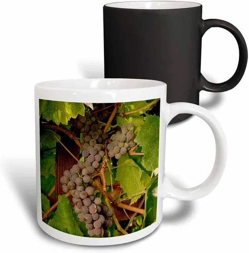 Miniatura 9 de 3dRose Danita Delimont – Vineyards – Estados Unidos, Oregón, Keizer, Pinot Gris Vineyard – US38 RBR0729 – Rick A Brown – Tazas, Negro/Blanco