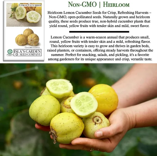 Miniatura 3 de Semillas de pepino de limón para plantar: más de 125 semillas sin OMG y reliquias, pepino amarillo redondo único, sabor crujiente y suave, por