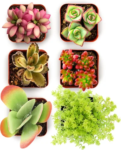 Miniatura 8 de Compra Suculentas Endless Summer Pack de Colección de Plantas Suculentas Vivas - Mini Plantas Suculentas, Bajo Mantenimiento, Colores y Texturas