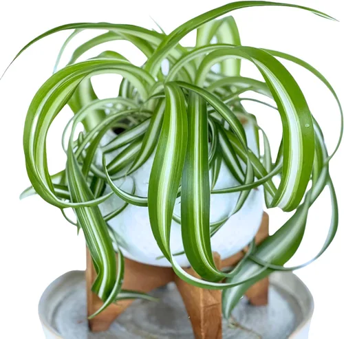 Miniatura 13 de Planta de jade colgante orgánica de Dr. Lu Planta de jade rara Plantas suculentas vivas Plantas purificadoras de aire para interior Plantas