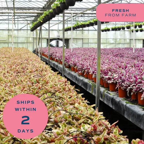 Miniatura 8 de Costa Farms - Aglaonema, planta de interior viva, auto-riego, maceta decorativa, 1 pie de alto, colección Trending Tropicals Maceta de decoración