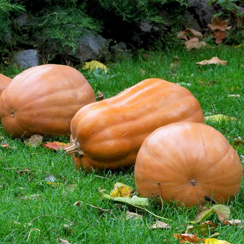 Miniatura 7 de Eden Brothers Semillas de calabaza – Semillas gigantes sin OMG del Atlántico para plantar, paquete Semillas vegetales de alto rendimiento y rápido